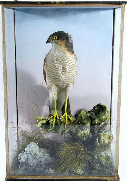 spicersparrowhawk[1].JPG